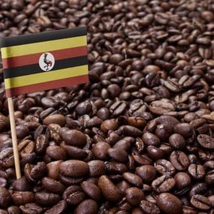 Uganda-Coffee_Shutterstock_Per-Bengtsson